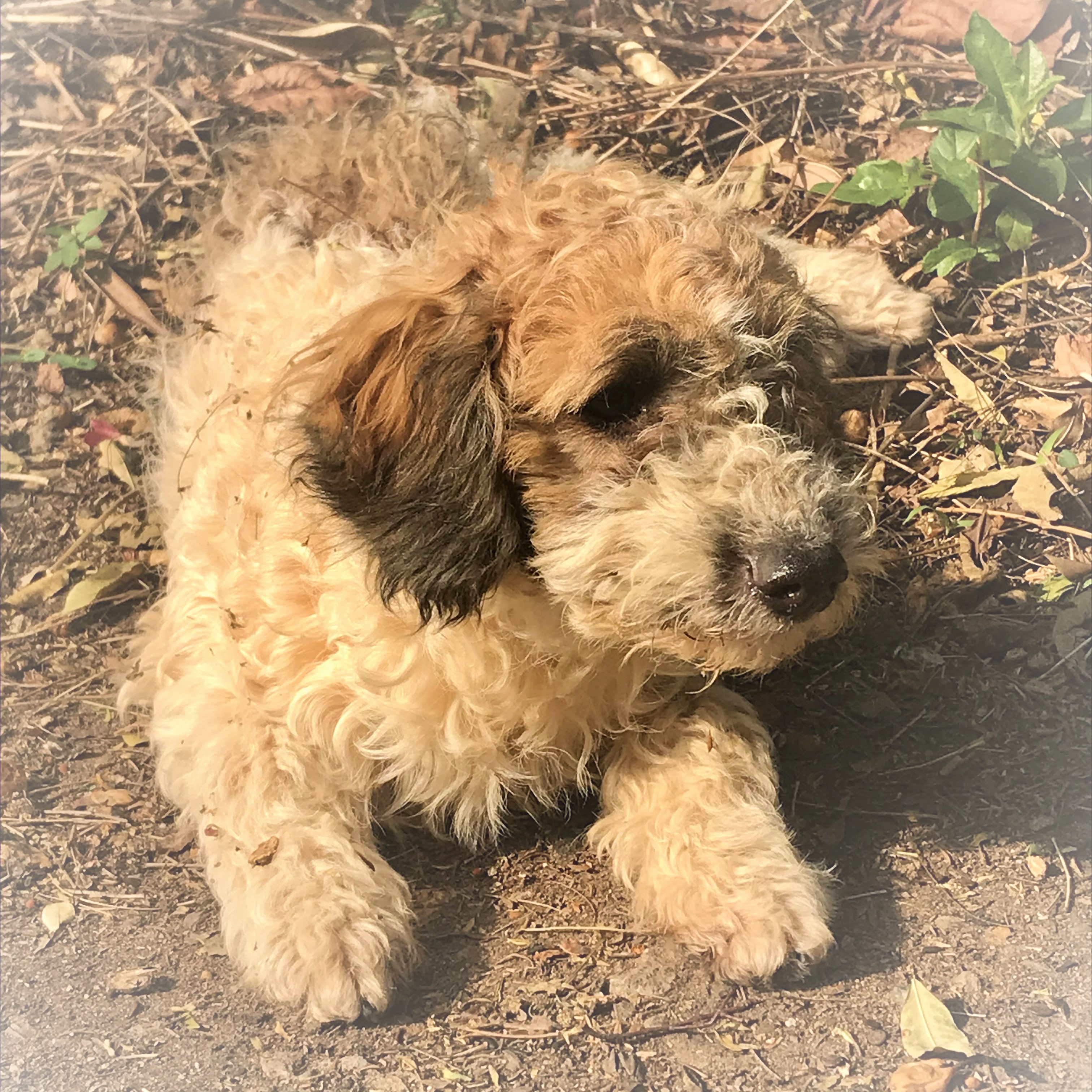 #PraCegoVer: Fotografia da cachorrinha Janis Joplin. Ela é bege e tem a região da orelha em um marrom mais escuro.